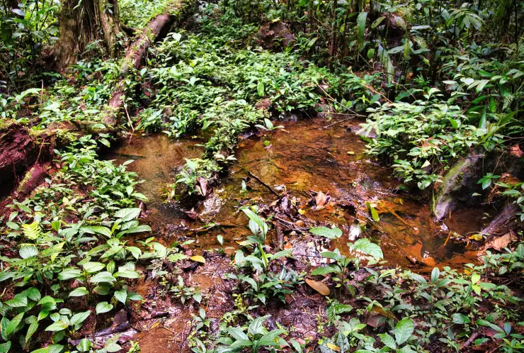 Pozemek má svou vlastní říčku