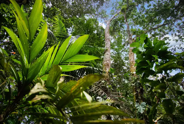Na pozemku se nachází mnoho zajímavých dřevin