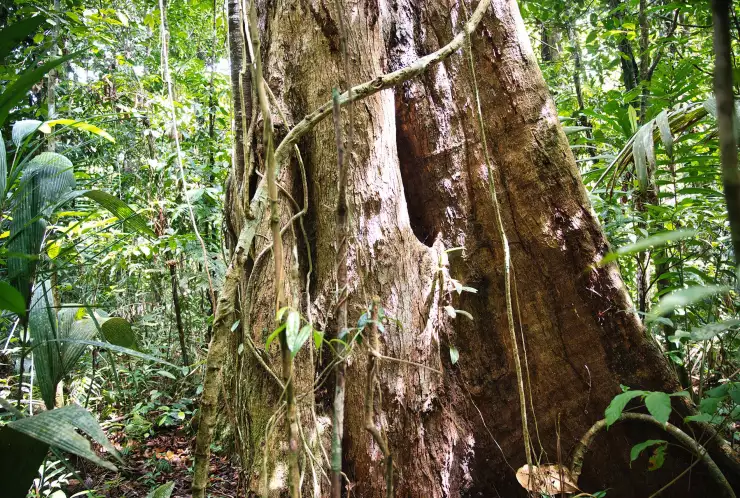 Některé stromy na pozemku jsou staré desítky let
