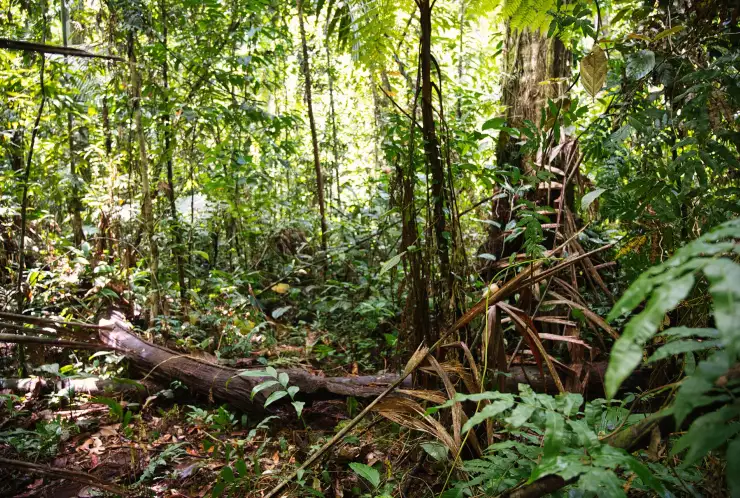Možnost postaveni chatek z vytěženého dřeva na pozemku