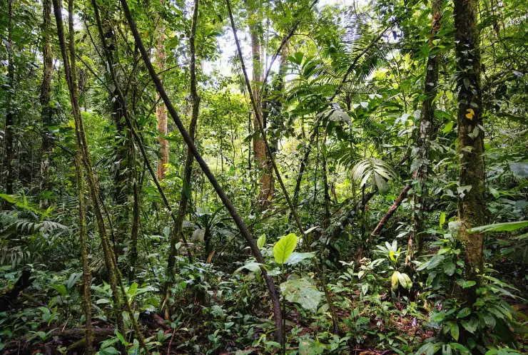 Bujná vegetace na pozemku