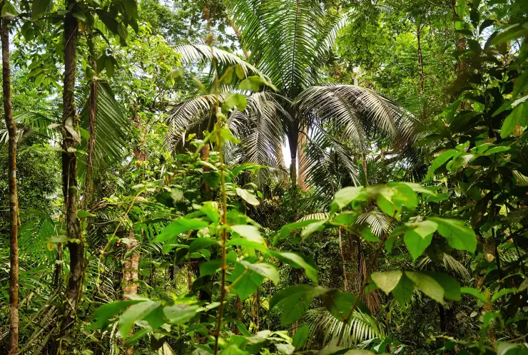 Bujná vegetace na pozemku