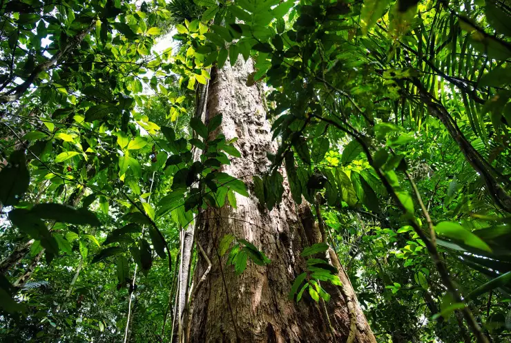 Nedotčená příroda