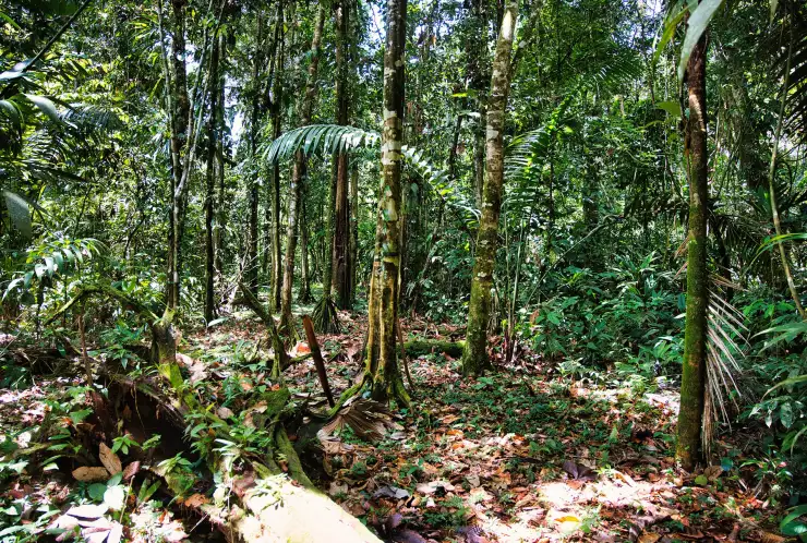 Možnost vybudování stezek v džungli